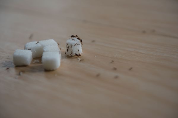 Black Ant Extermination