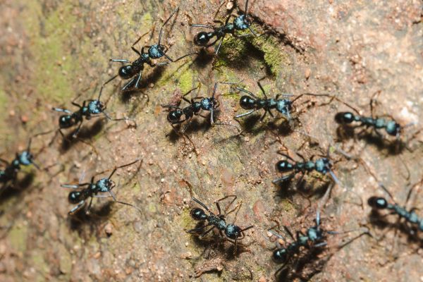 Ant Removal Service