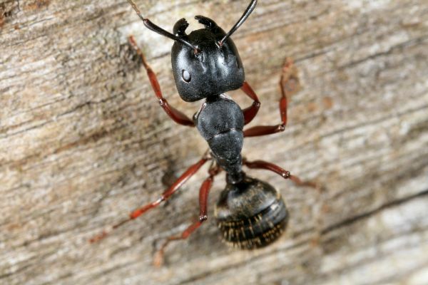 Black Ant Pest Control