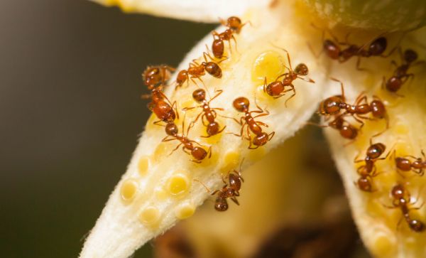 Ant Control Service