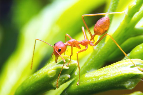 Ant Control Service