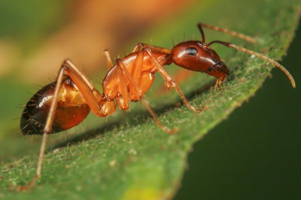 Ant Control Service