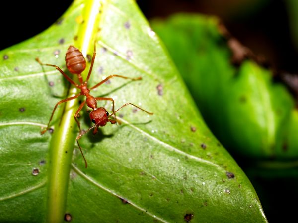 Ant Control Service