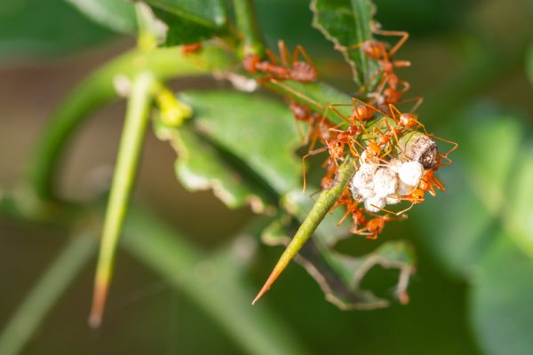 Ant Spraying