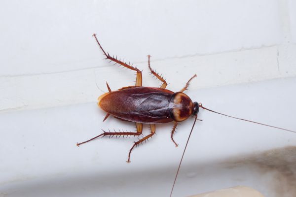 Cockroach Extermination