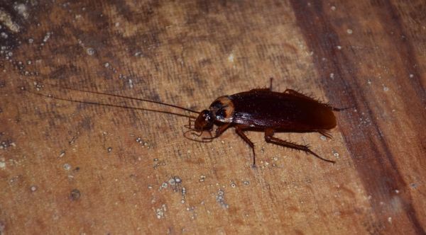 Cockroach Control Service