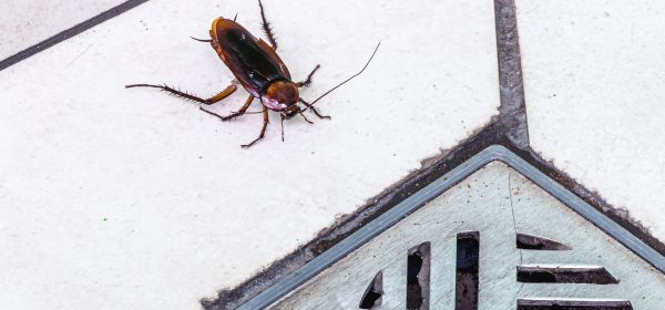 Cockroach Extermination