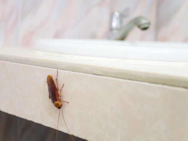 Cockroach Control Service