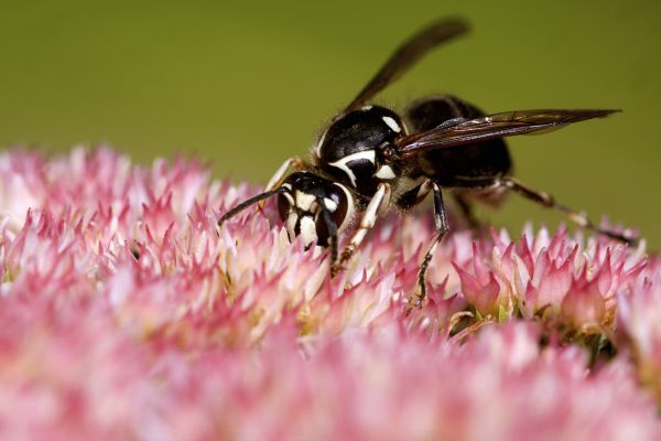 Baldfaced Hornet Control