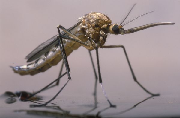 Fly Control Service