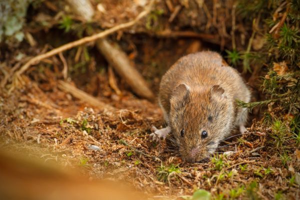 Rodent Control Service