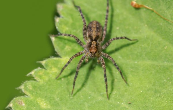 Black Widow Control Service