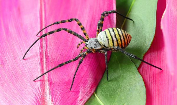 Black Widow Extermination