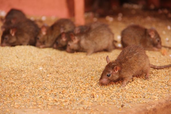 Rat Abatement