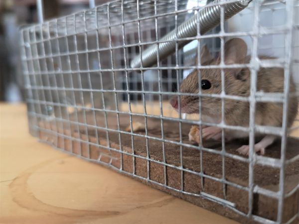 Mice Trapping