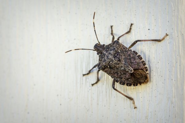 Stinkbug Control
