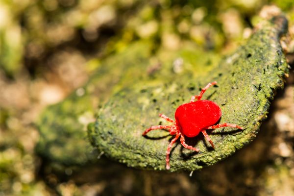 Bug Extermination Service
