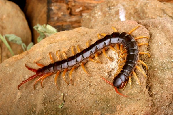 Beetle Control