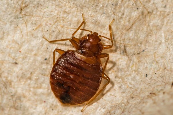 Bed Bug Elimination