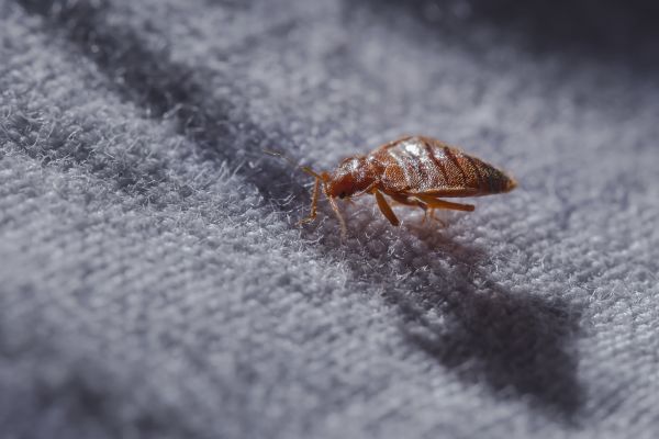 Bed Bug Control