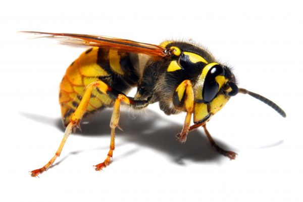 Baldfaced Hornet Extermination