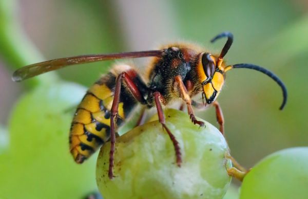 European Hornet Control