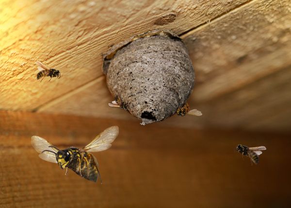 Emergency Wasp Removal