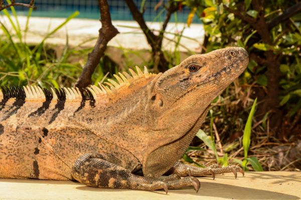 Animal Trapping Service