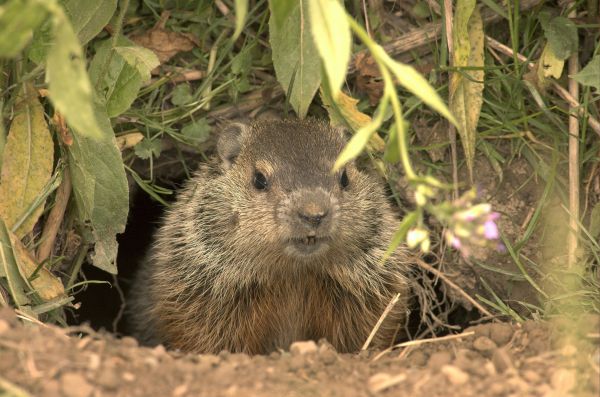 Groundhog Extermination