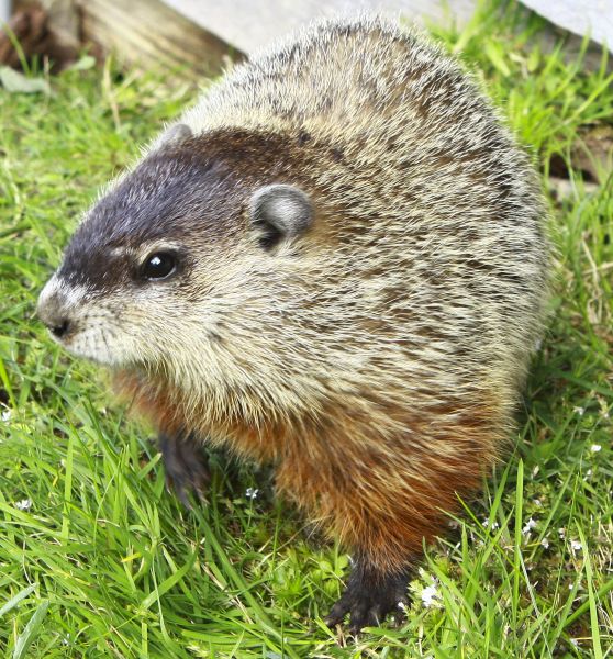 Wildlife Removal Service
