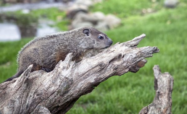 Woodchuck Control