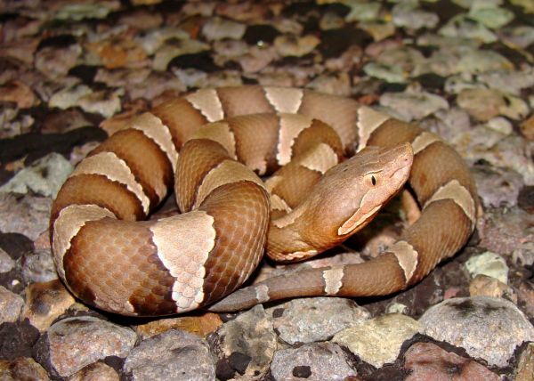 Copperhead Extermination