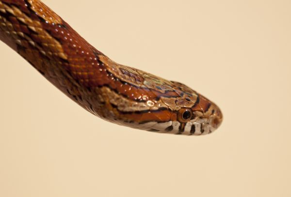 Copperhead Control