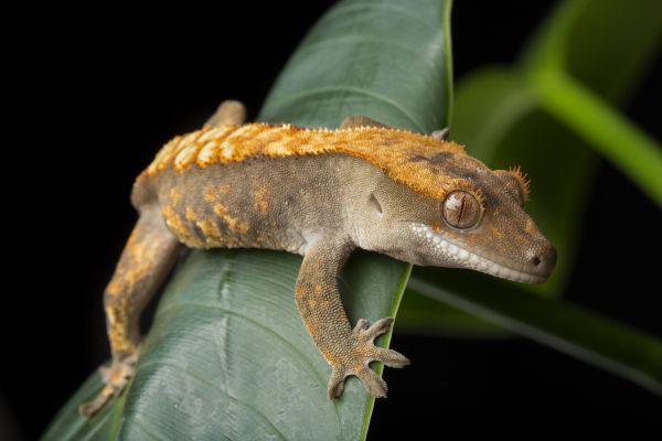 Gecko Pest Removal