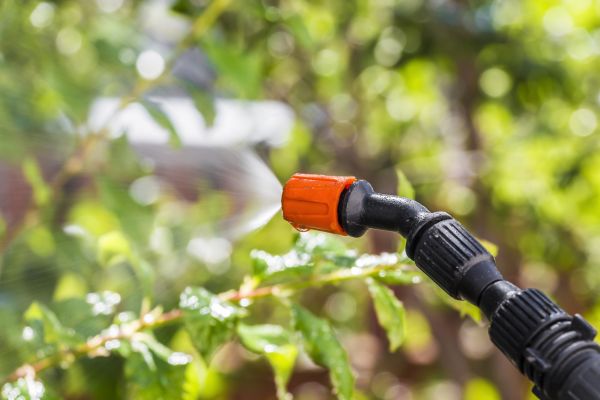 Lawn Insect Spraying