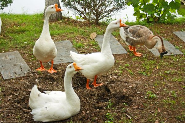 Bird Control Service