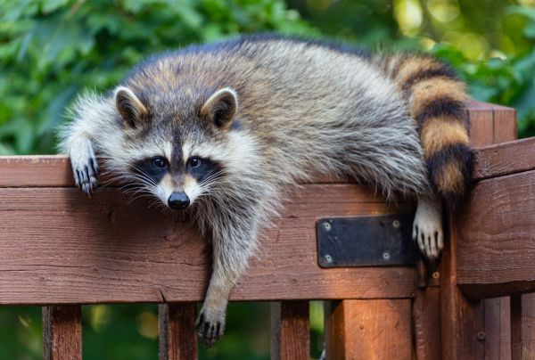 Raccoon Removal Service