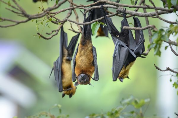 Bat Control Service
