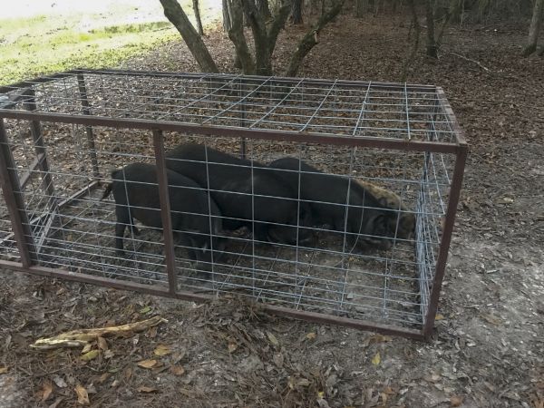 Pig Trapping