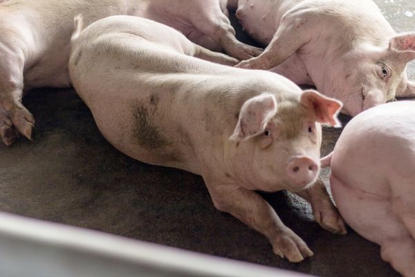 Pig Control