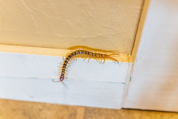 Bug Removal Service