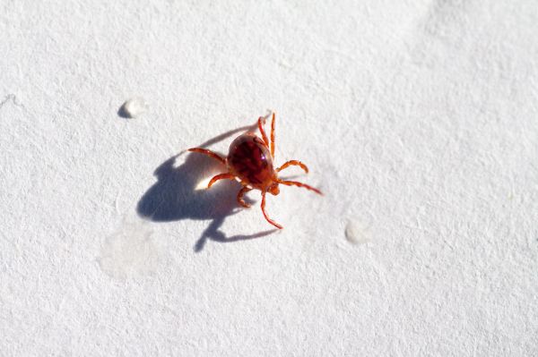 Chigger Removal