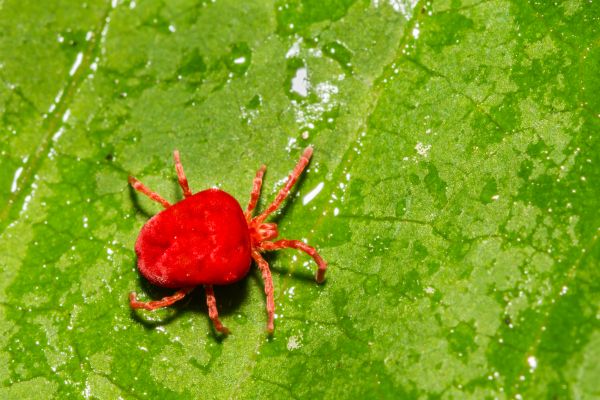 Beetle Control