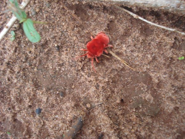Bug Removal Service