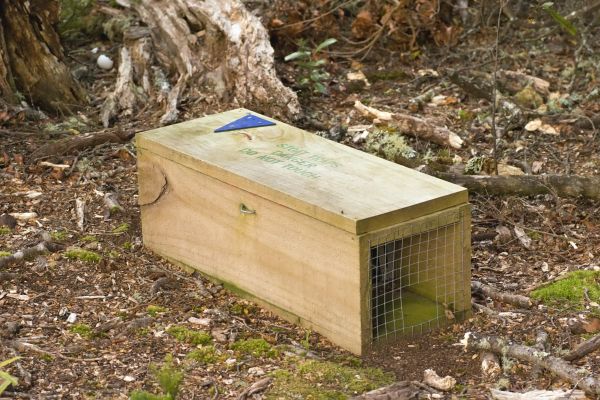 Mouse Trapping