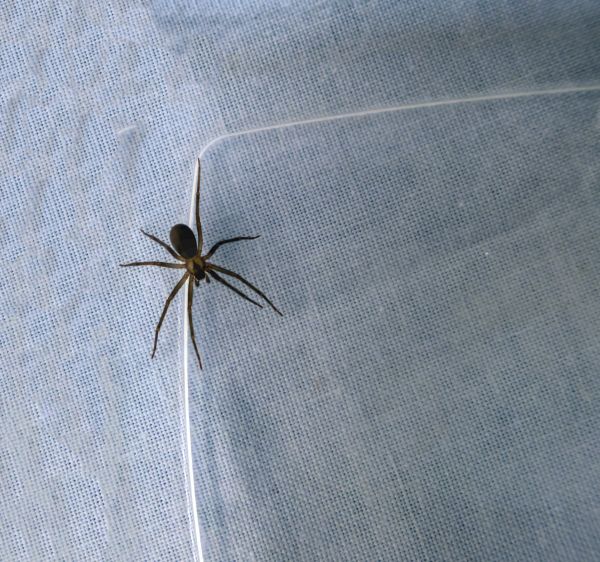 Black Widow Extermination