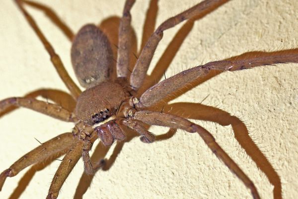 Brown House Spider Control