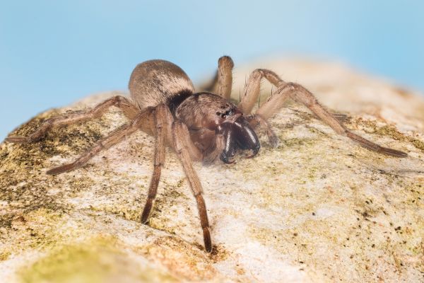 Brown Recluse Extermination