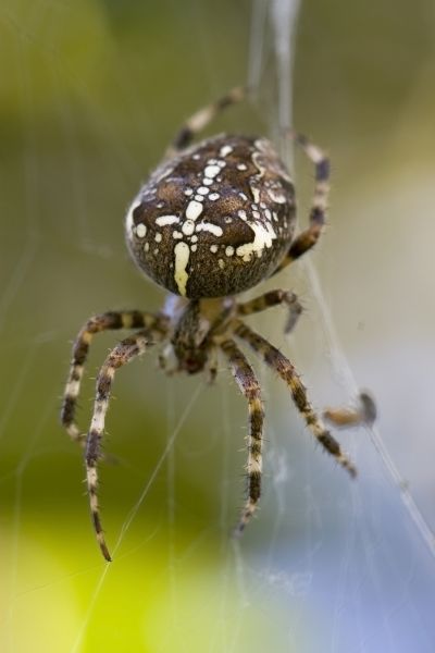 Black Widow Removal Service