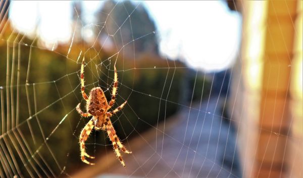 Black Widow Extermination